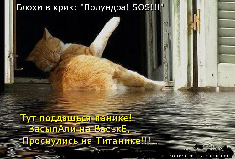 Блохи в крик: "Полундра! SOS!!!" Тут поддашься панике! ЗасыпАли на ВаськЕ, Проснулись на Титанике!!!.... Котоматрица: Блохи в крик: "Полундра! SOS!!!" Тут поддашься панике! ЗасыпАли на ВаськЕ, Проснулись на Титанике!!!..