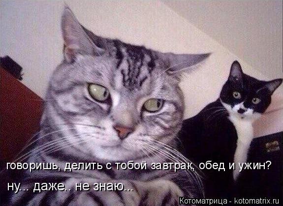 говоришь, делить с тобой завтрак, обед и ужин? ну... даже.. не знаю...... Котоматрица: говоришь, делить с тобой завтрак, обед и ужин? ну... даже.. не знаю...