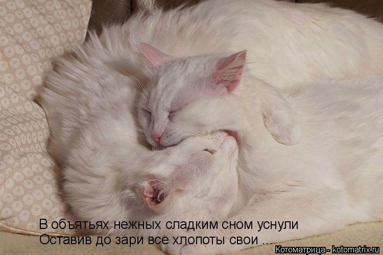 В объятьях нежных сладким сном уснули Оставив до зари все хлопоты свои ...... Котоматрица: В объятьях нежных сладким сном уснули Оставив до зари все хлопоты свои ...
