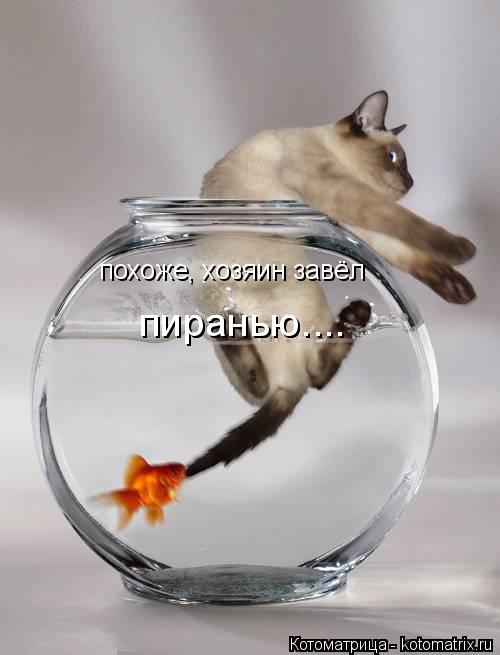 похоже, хозяин завёл пиранью.... пиранью....... Котоматрица: похоже, хозяин завёл пиранью.... пиранью....