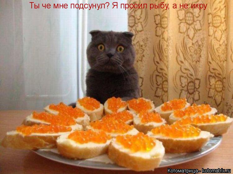 Ты че мне подсунул? Я просил рыбу, а не икру... Котоматрица: Ты че мне подсунул? Я просил рыбу, а не икру