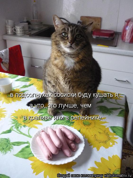 ..в подсолнухах сосиски буду кушать я, а что, это лучше, чем в крапиве или в репейнике...... Котоматрица: ..в подсолнухах сосиски буду кушать я, а что, это лучше, чем в крапиве или в репейнике...