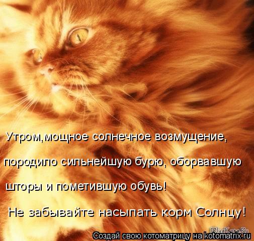 Утром,мощное солнечное возмущение, породило сильнейшую бурю, оборвавшую шторы и пометившую обувь! Н... Котоматрица: Утром,мощное солнечное возмущение, породило сильнейшую бурю, оборвавшую шторы и пометившую обувь! Не забывайте насыпать корм Солнцу!