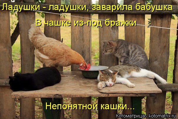 Ладушки - ладушки, заварила бабушка В чашке из-под бражки Непонятной кашки...... Котоматрица: Ладушки - ладушки, заварила бабушка В чашке из-под бражки Непонятной кашки...