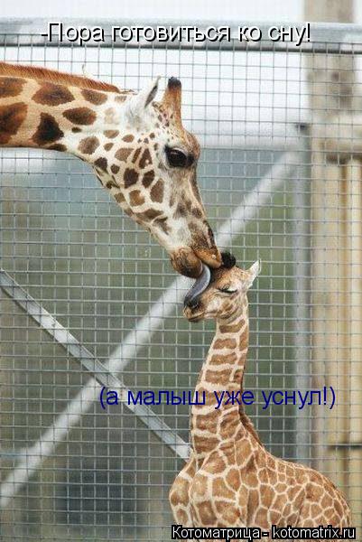 -Пора готовиться ко сну! (а малыш уже уснул!)... Котоматрица: -Пора готовиться ко сну! (а малыш уже уснул!)