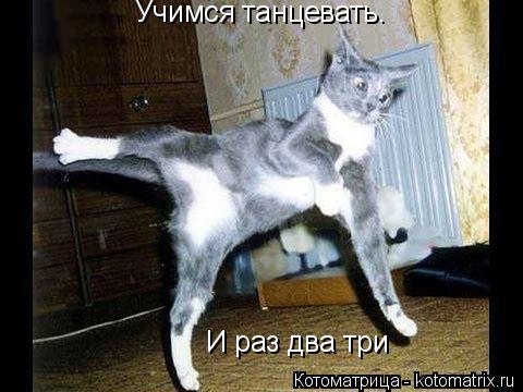 Учимся танцевать. И раз два три... Котоматрица: Учимся танцевать. И раз два три