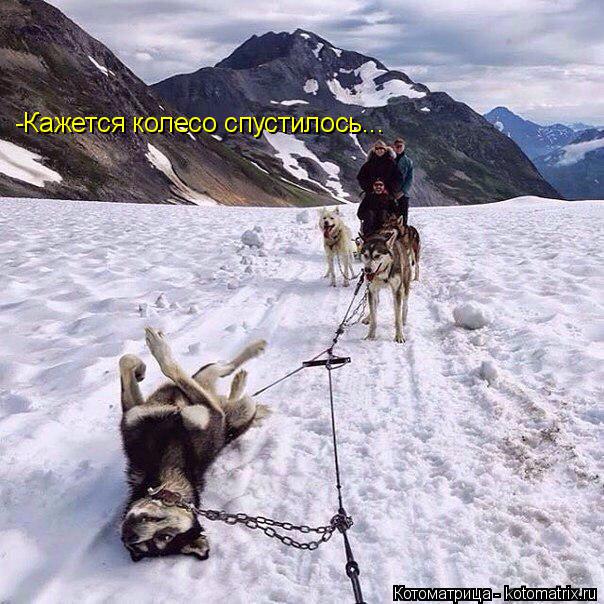 -Кажется колесо спустилось...... Котоматрица: -Кажется колесо спустилось...