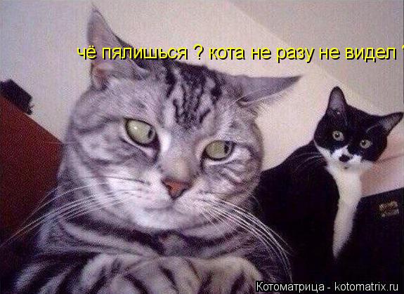 чё пялишься ? кота не разу не видел ?... Котоматрица: чё пялишься ? кота не разу не видел ?