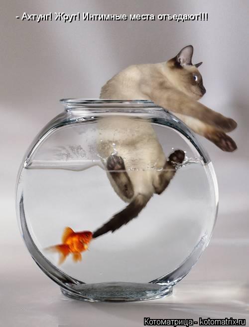 - Ахтунг! Жрут! Интимные места отъедают!!!... Котоматрица: - Ахтунг! Жрут! Интимные места отъедают!!!