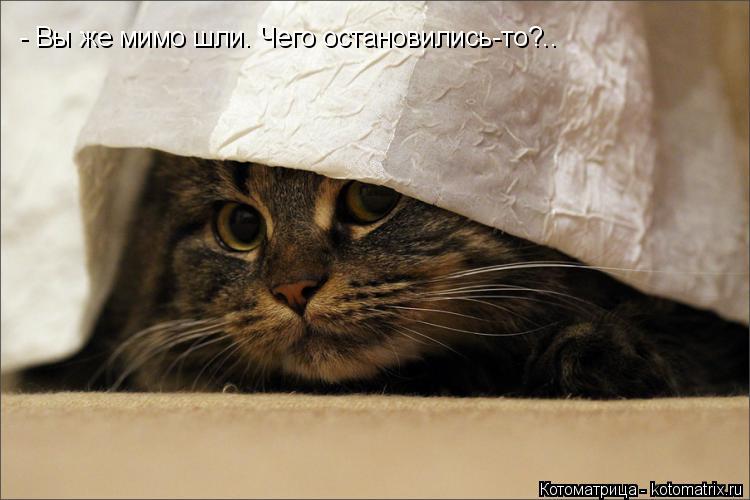 - Вы же мимо шли. Чего остановились-то?..... Котоматрица: - Вы же мимо шли. Чего остановились-то?..