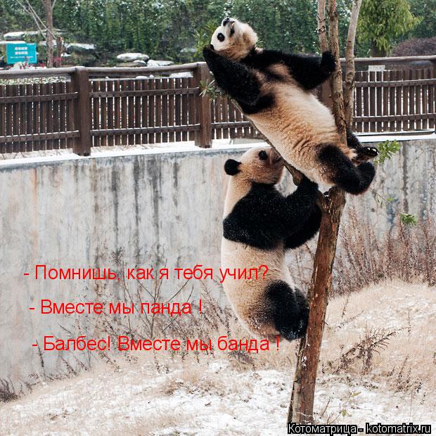 - Помнишь, как я тебя учил? - Вместе мы панда ! - Балбес! Вместе мы банда !... Котоматрица: - Помнишь, как я тебя учил? - Вместе мы панда ! - Балбес! Вместе мы банда !