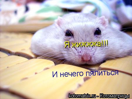 Я жижжжа!!! И нечего пялиться... Котоматрица: Я жижжжа!!! И нечего пялиться