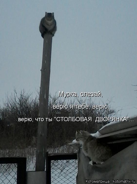 Мурка, слезай, верю я тебе, верю, верю, что ты "СТОЛБОВАЯ ДВОРЯНКА"...... Котоматрица: Мурка, слезай, верю я тебе, верю, верю, что ты "СТОЛБОВАЯ ДВОРЯНКА"...