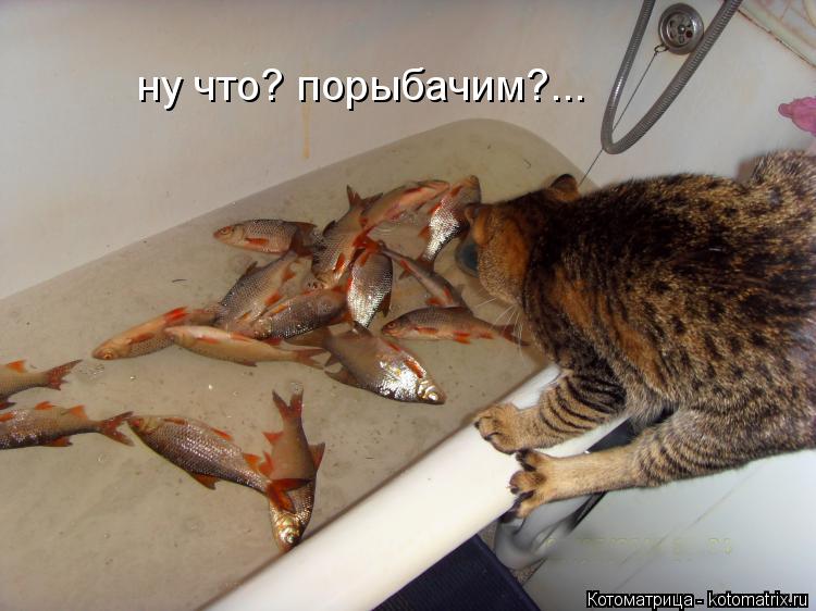 ну что? порыбачим?...... Котоматрица: ну что? порыбачим?...