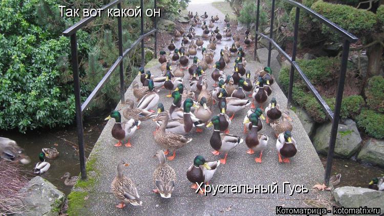 Котоматрица: Так вот какой он Хрустальный Гусь