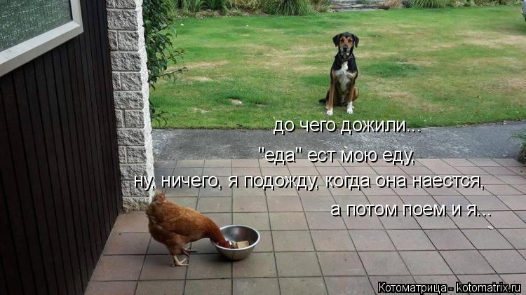 до чего дожили... "еда" ест мою еду, ну, ничего, я подожду, когда она наестся, а потом поем и я...... Котоматрица: до чего дожили... "еда" ест мою еду, ну, ничего, я подожду, когда она наестся, а потом поем и я...
