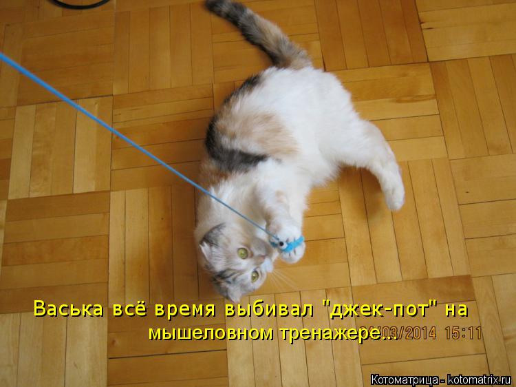 Васька всё время выбивал "джек-пот" на мышеловном тренажере...... Котоматрица: Васька всё время выбивал "джек-пот" на мышеловном тренажере...