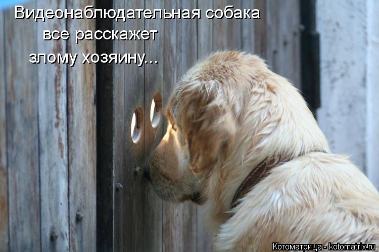 Видеонаблюдательная собака все расскажет злому хозяину...... Котоматрица: Видеонаблюдательная собака все расскажет злому хозяину...