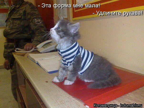 - Эта форма мне мала! - Удлините рукава!... Котоматрица: - Эта форма мне мала! - Удлините рукава!