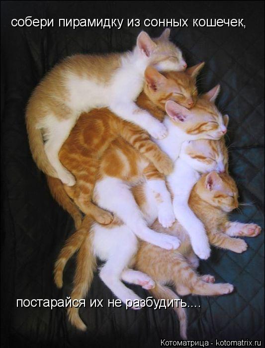 собери пирамидку из сонных кошечек, постарайся их не разбудить....... Котоматрица: собери пирамидку из сонных кошечек, постарайся их не разбудить....