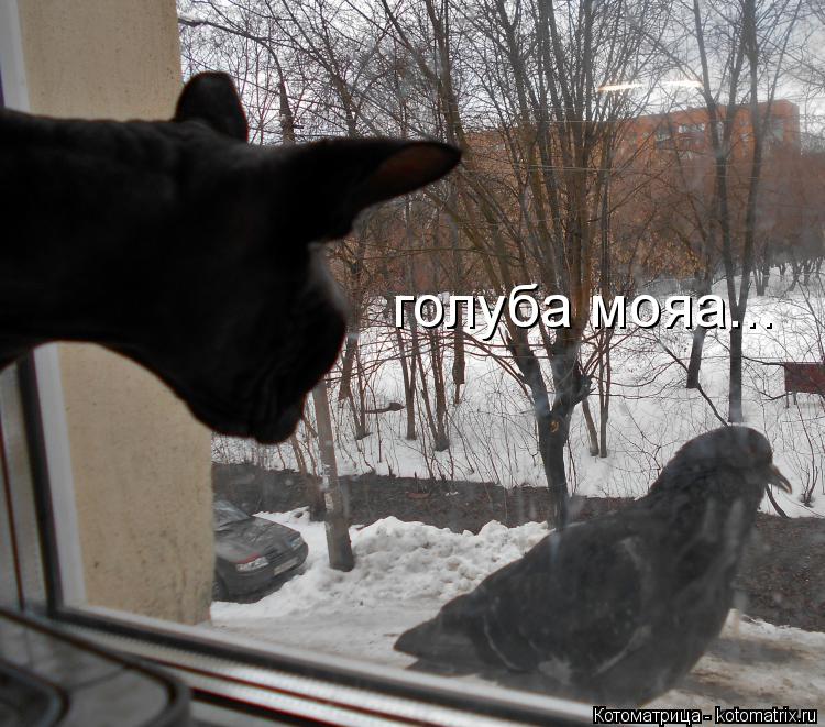 голуба мояа...... Котоматрица: голуба мояа...