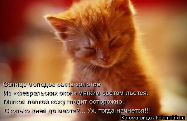 Солнце молодое рыже-золотое Из «февральских окон» мягким светом льется. Мягкой лапкой кожу гладит ост... Котоматрица: Солнце молодое рыже-золотое Из «февральских окон» мягким светом льется. Мягкой лапкой кожу гладит осторожно. Сколько дней до марта?... Ух, то