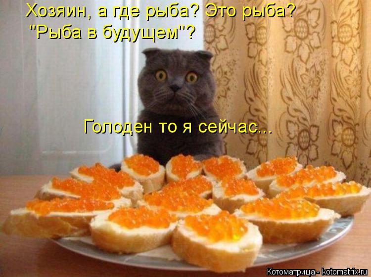 Хозяин, а где рыба? Это рыба? "Рыба в будущем"? Голоден то я сейчас...... Котоматрица: Хозяин, а где рыба? Это рыба? "Рыба в будущем"? Голоден то я сейчас...