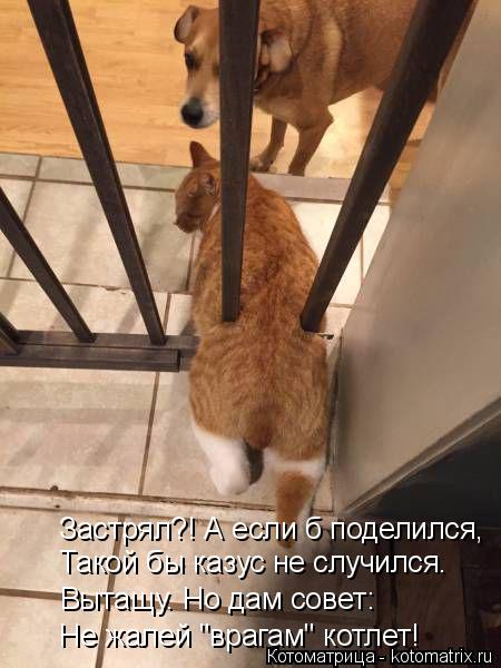 Застрял?! А если б поделился, Такой бы казус не случился. Вытащу. Но дам совет: Не жалей "врагам" кот... Котоматрица: Застрял?! А если б поделился, Такой бы казус не случился. Вытащу. Но дам совет: Не жалей "врагам" котлет!