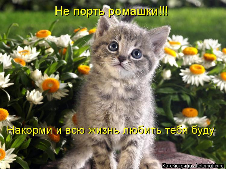 Не порть ромашки!!! Накорми и всю жизнь любить тебя буду... Котоматрица: Не порть ромашки!!! Накорми и всю жизнь любить тебя буду