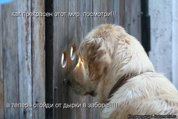 как прекрасен этот мир, посмотри!!! а теперь отойди от дырки в заборе!!!!!... Котоматрица: как прекрасен этот мир, посмотри!!! а теперь отойди от дырки в заборе!!!!!