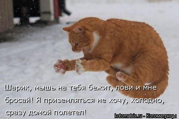 Шарик, мышь на тебя бежит, лови и мне бросай! Я приземляться не хочу, холодно, сразу домой полетел!... Котоматрица: Шарик, мышь на тебя бежит, лови и мне бросай! Я приземляться не хочу, холодно, сразу домой полетел!