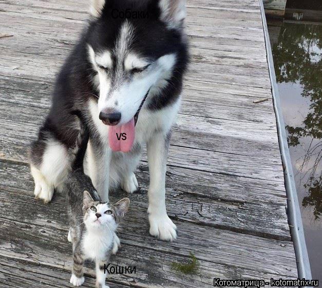 Собаки vs Кошки... Котоматрица: Собаки vs Кошки