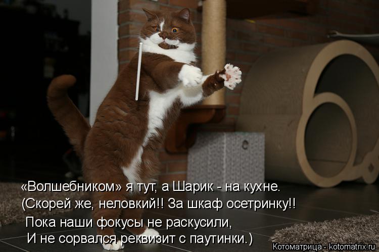 «Волшебником» я тут, а Шарик - на кухне. (Скорей же, неловкий!! За шкаф осетринку!! Пока наши фокусы ... Котоматрица: «Волшебником» я тут, а Шарик - на кухне. (Скорей же, неловкий!! За шкаф осетринку!! Пока наши фокусы не раскусили, И не сорвался реквизит с паут