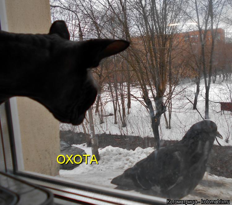 ОХОТА... Котоматрица: ОХОТА