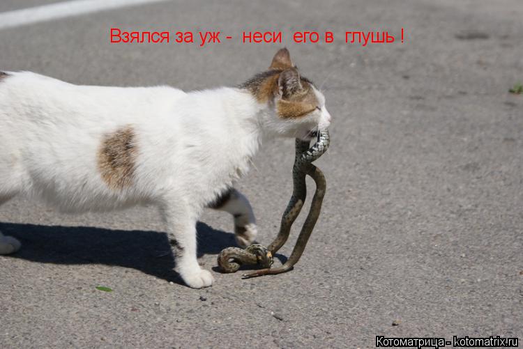 Взялся за уж - неси его в глушь !... Котоматрица: Взялся за уж - неси его в глушь !