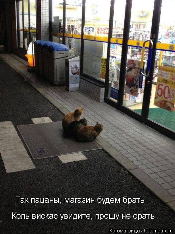 Так пацаны, магазин будем брать Коль вискас увидите, прошу не орать .... Котоматрица: Так пацаны, магазин будем брать Коль вискас увидите, прошу не орать .