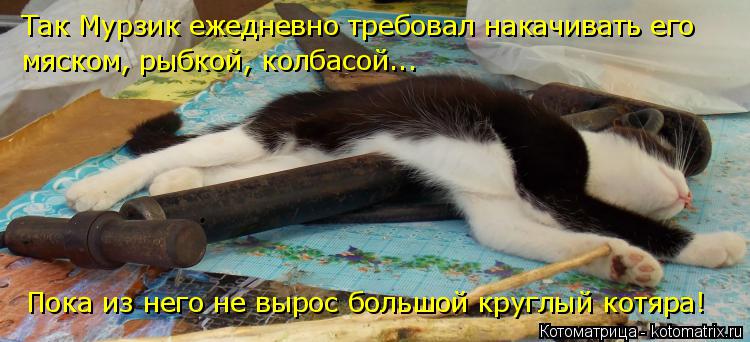 Так Мурзик ежедневно требовал накачивать его мяском, рыбкой, колбасой... Пока из него не вырос большо... Котоматрица: Так Мурзик ежедневно требовал накачивать его мяском, рыбкой, колбасой... Пока из него не вырос большой круглый котяра!