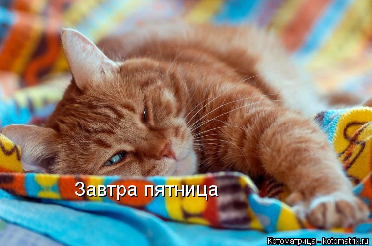 Завтра пятница... Котоматрица: Завтра пятница