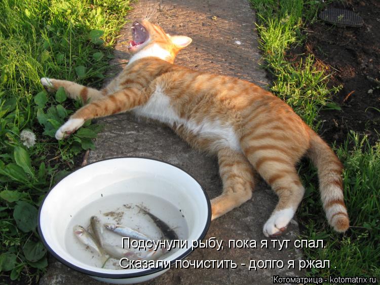 Подсунули рыбу, пока я тут спал. Сказали почистить - долго я ржал .... Котоматрица: Подсунули рыбу, пока я тут спал. Сказали почистить - долго я ржал .