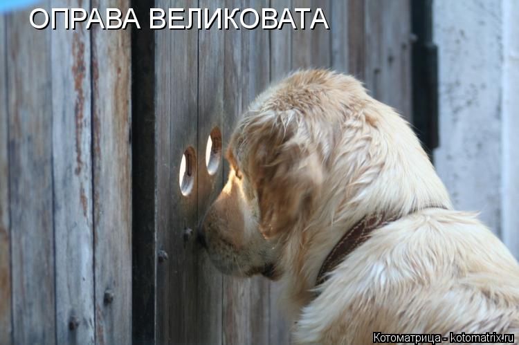 ОПРАВА ВЕЛИКОВАТА... Котоматрица: ОПРАВА ВЕЛИКОВАТА