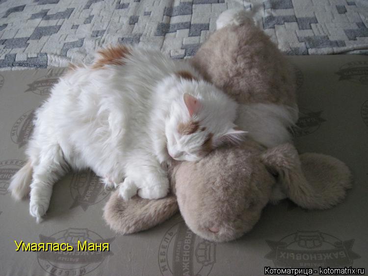 Умаялась Маня... Котоматрица: Умаялась Маня