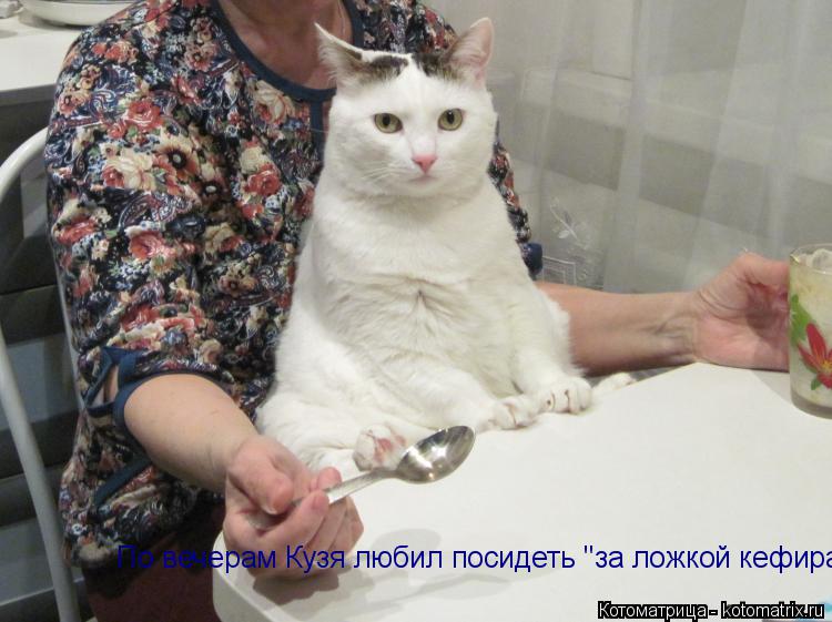 По вечерам Кузя любил посидеть "за ложкой кефира"...... Котоматрица: По вечерам Кузя любил посидеть "за ложкой кефира"...