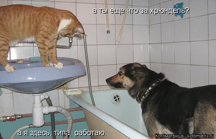 а ты еще что за хрюндель? а я здесь, типа, работаю.... Котоматрица: а ты еще что за хрюндель? а я здесь, типа, работаю.