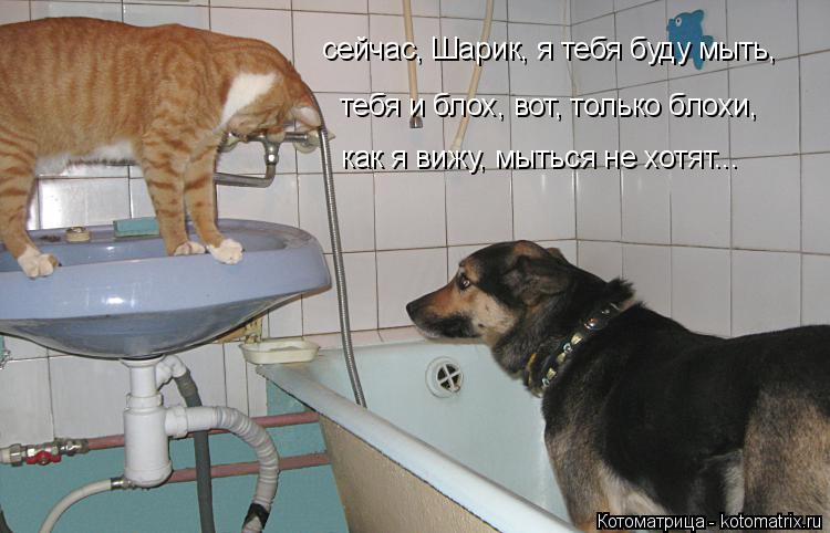 сейчас, Шарик, я тебя буду мыть, тебя и блох, вот, только блохи, как я вижу, мыться не хотят...... Котоматрица: сейчас, Шарик, я тебя буду мыть, тебя и блох, вот, только блохи, как я вижу, мыться не хотят...