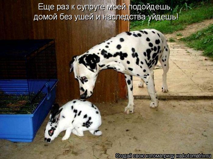 домой без ушей и наследства уйдешь! Еще раз к супруге моей подойдешь,... Котоматрица: домой без ушей и наследства уйдешь! Еще раз к супруге моей подойдешь,