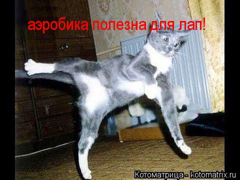 аэробика полезна для лап!... Котоматрица: аэробика полезна для лап!