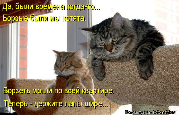 Да, были времена когда-то... Борзые были мы котята. Теперь - держите лапы шире... Борзеть могли по вс... Котоматрица: Да, были времена когда-то... Борзые были мы котята. Теперь - держите лапы шире... Борзеть могли по всей квартире.