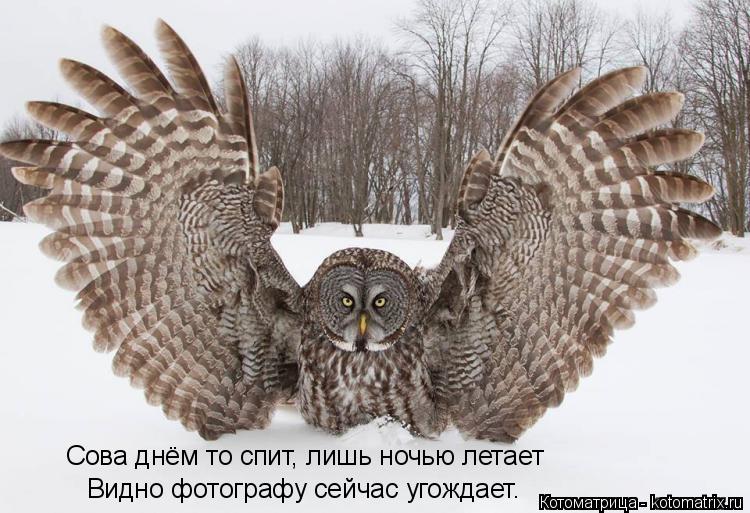 Сова днём то спит, лишь ночью летает Видно фотографу сейчас угождает.... Котоматрица: Сова днём то спит, лишь ночью летает Видно фотографу сейчас угождает.