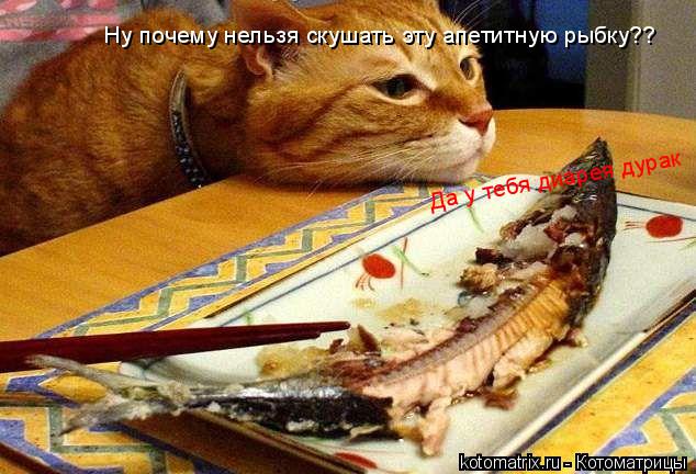 Ну почему нельзя скушать эту апетитную рыбку?? Да у тебя диарея дурак... Котоматрица: Ну почему нельзя скушать эту апетитную рыбку?? Да у тебя диарея дурак