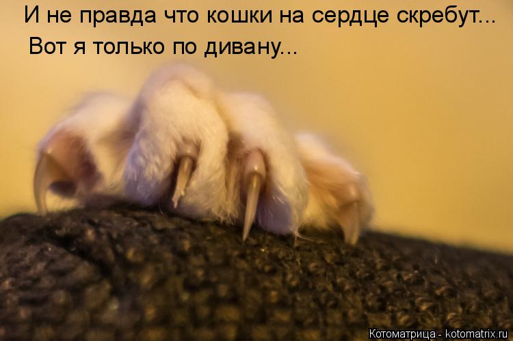 И не правда что кошки на сердце скребут... Вот я только по дивану...... Котоматрица: И не правда что кошки на сердце скребут... Вот я только по дивану...